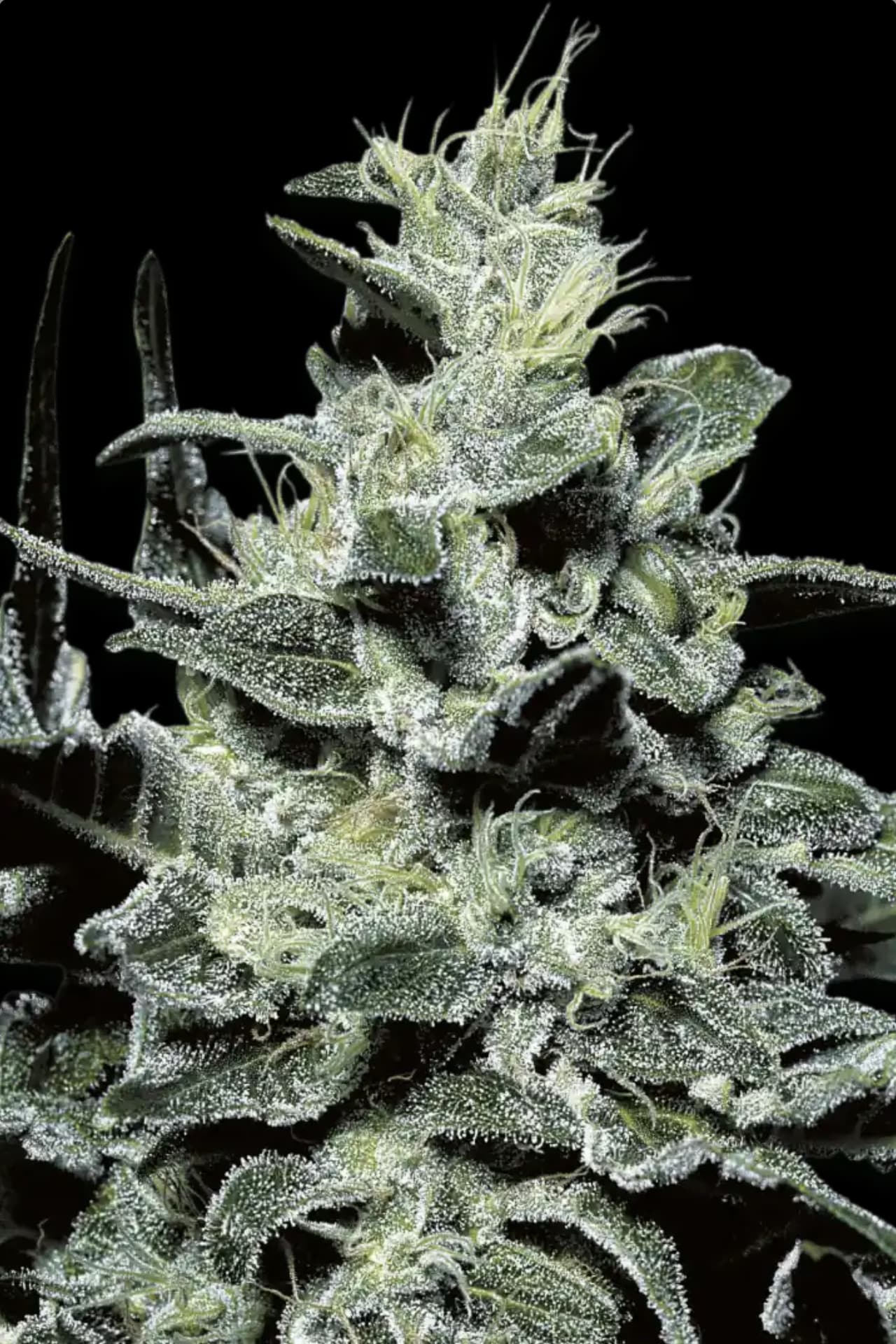 Nebula Paradise Seeds Fem X3