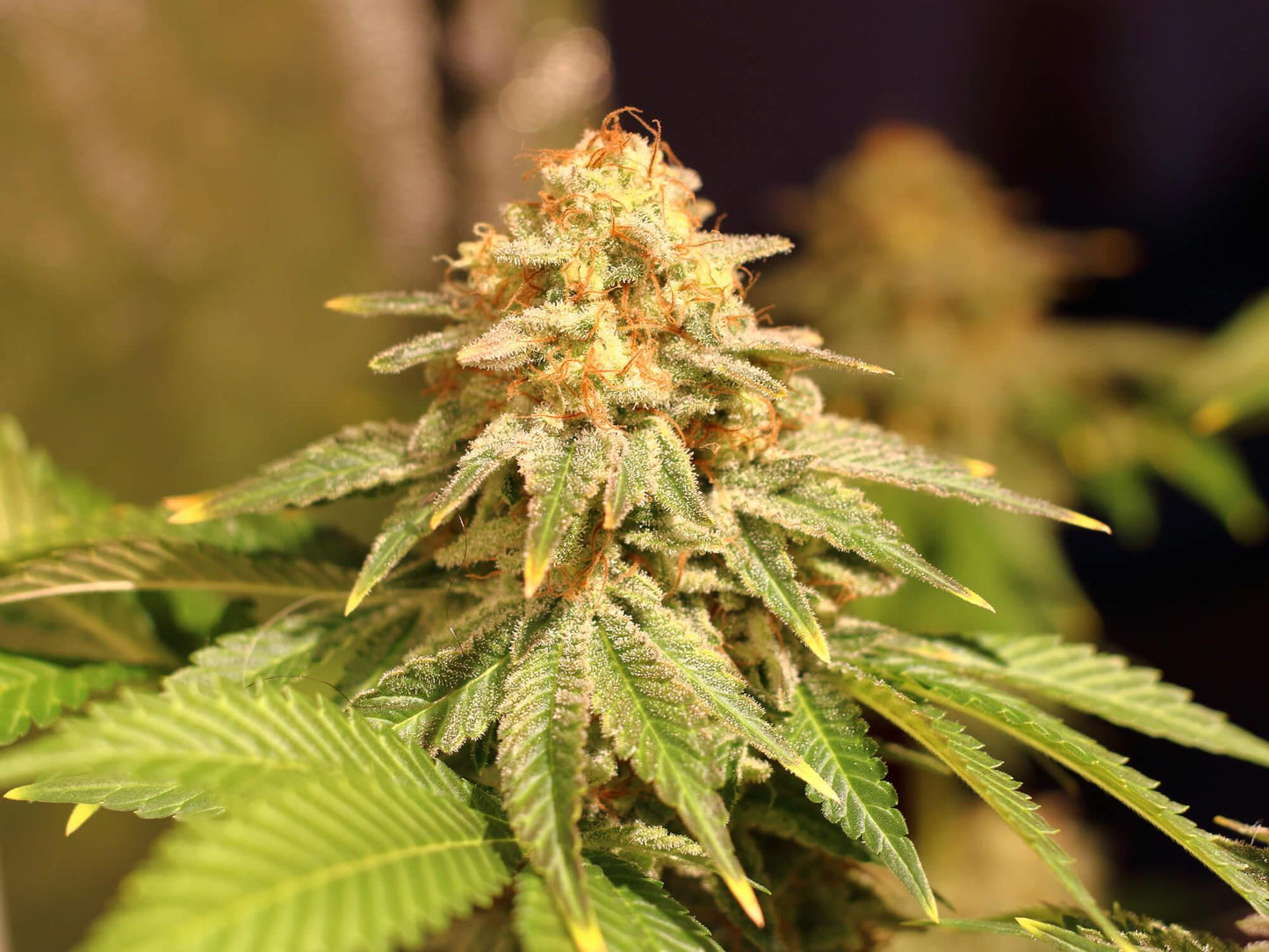 Space Cookies Paradise Seeds Fem X3