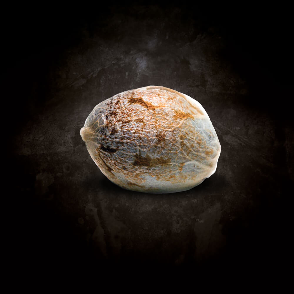 Spoetnik #1 Paradise Seeds Fem X3