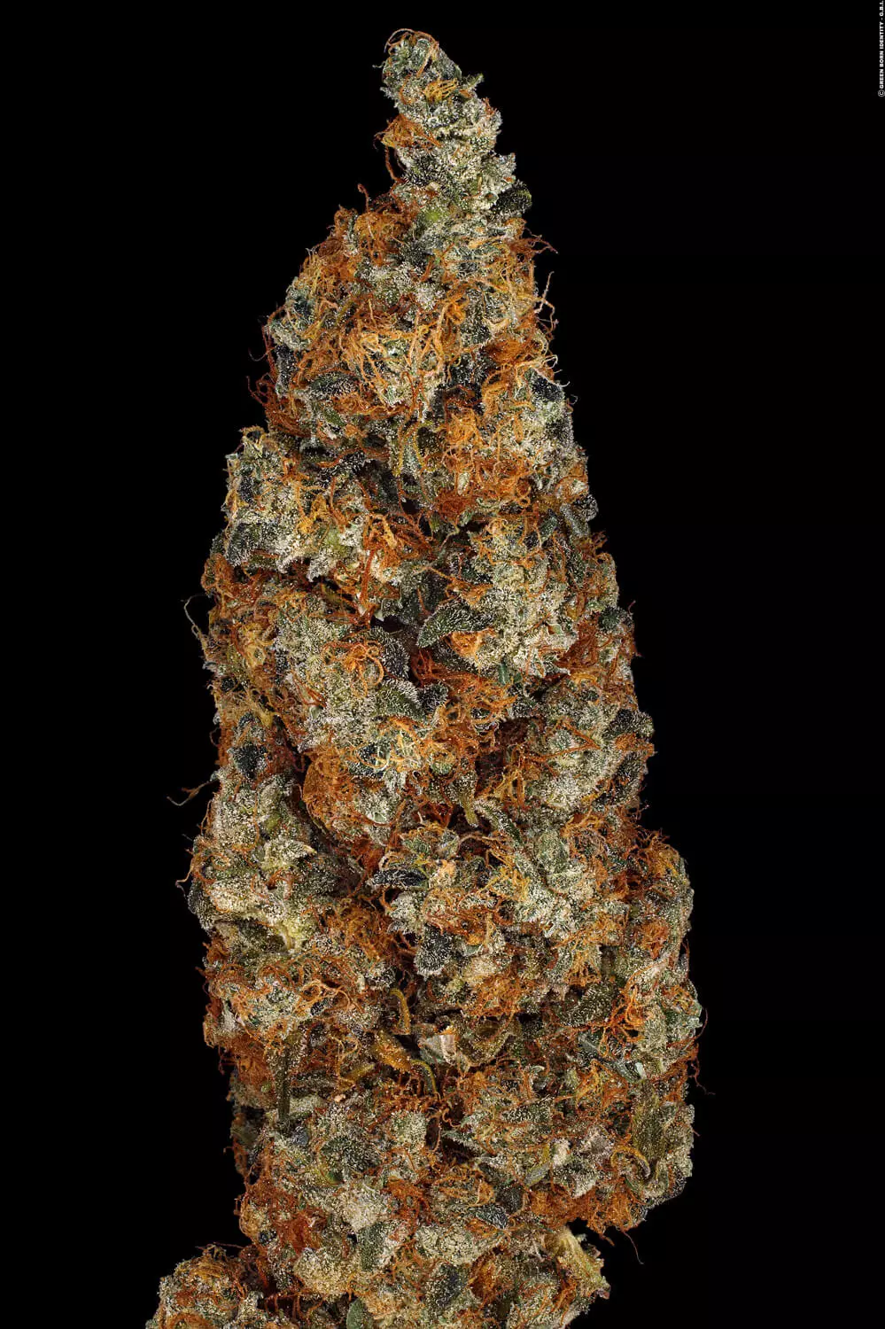 Rainbow Road Paradise Seeds Fem X3