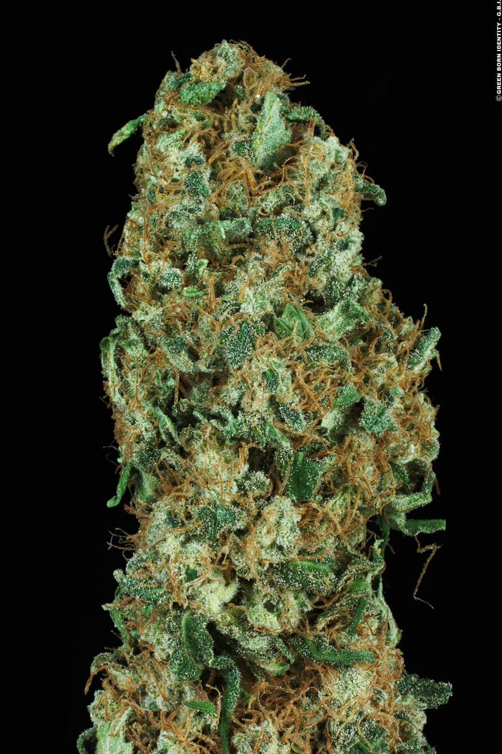 Original White Widow Paradise Seeds Fem X3