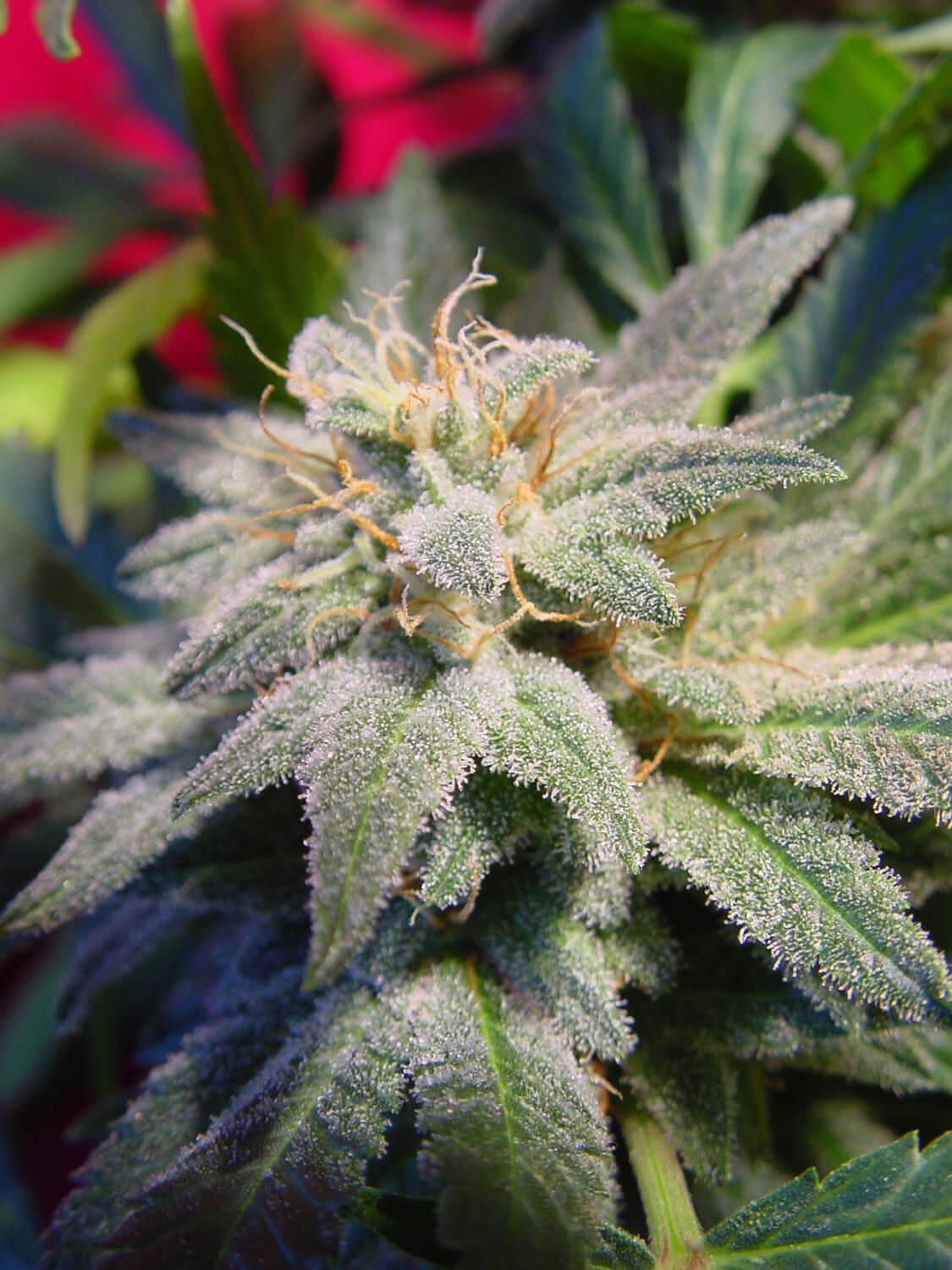 Magic Bud Paradise Seeds Fem X3