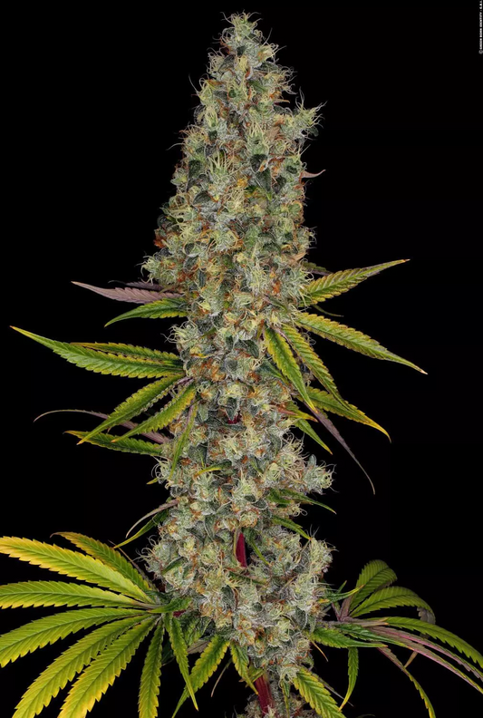 Rainbow Road Paradise Seeds Fem X3