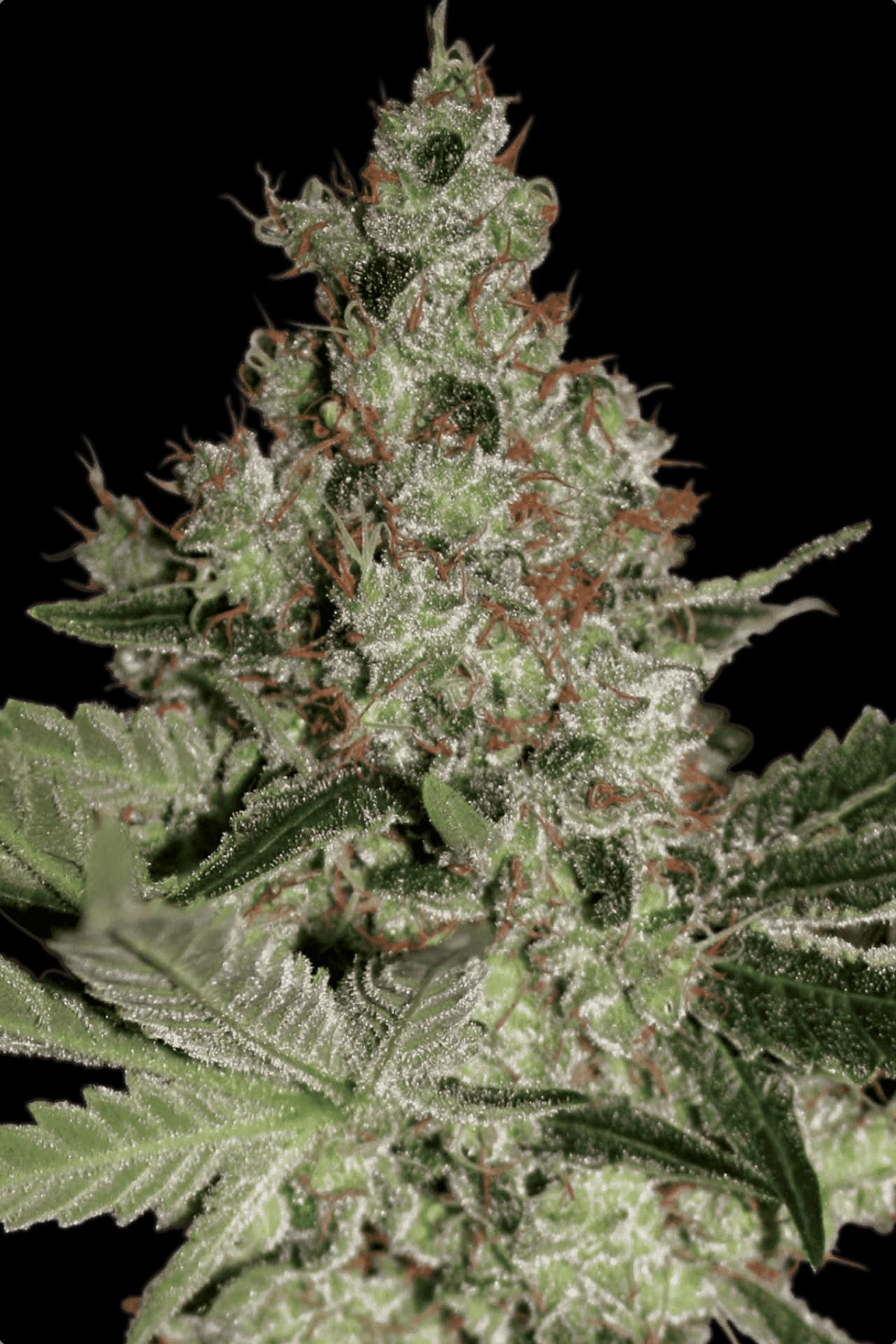Acid Paradise Seeds Fem X3