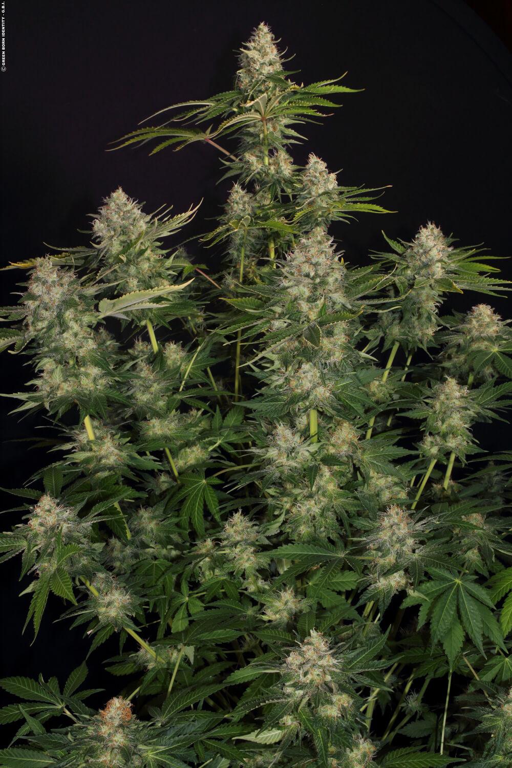 Opium Paradise Seeds Fem X3