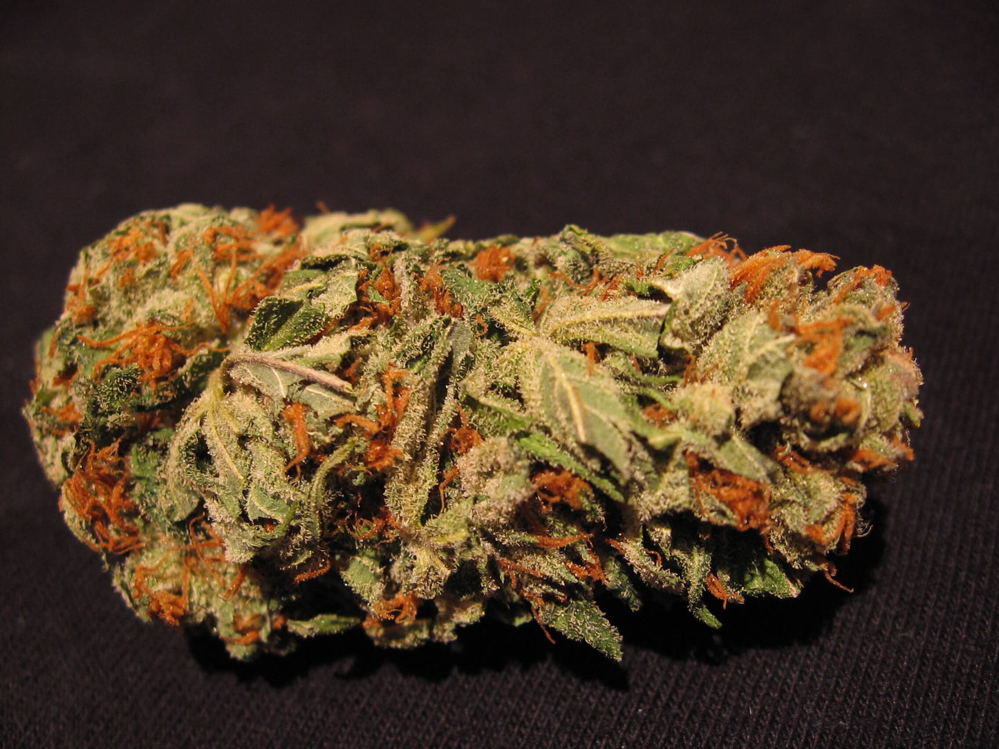 Spoetnik #1 Paradise Seeds Fem X3