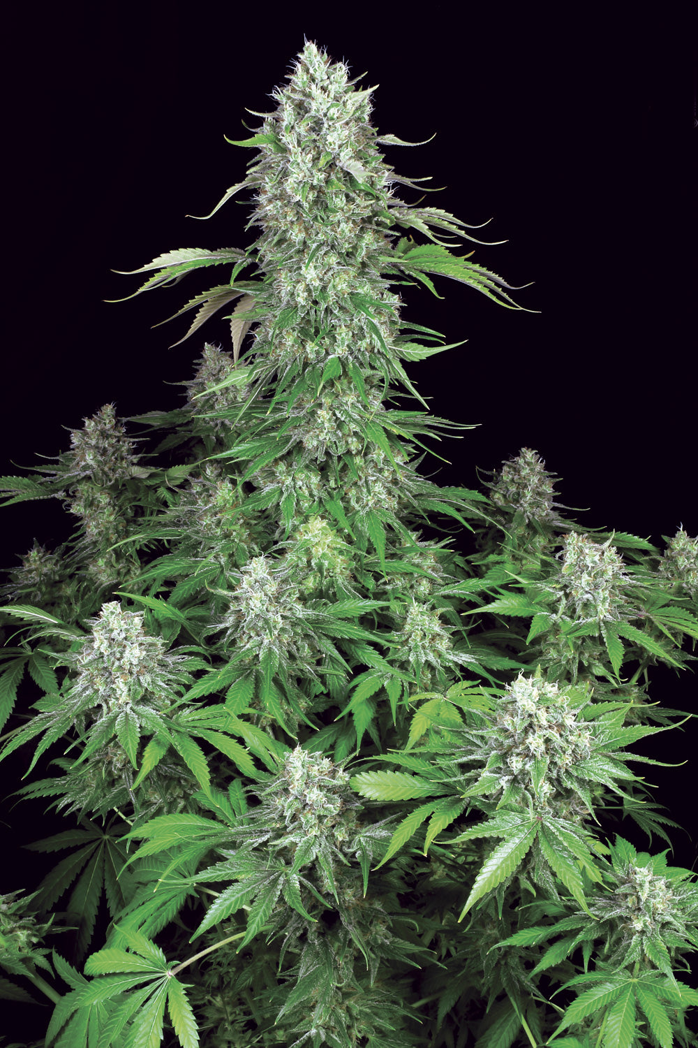 Dutch Dragon Paradise Seeds Fem X3