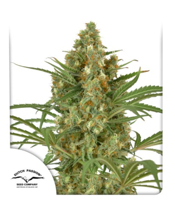 Snow Bud Dutch Passion Fem X3