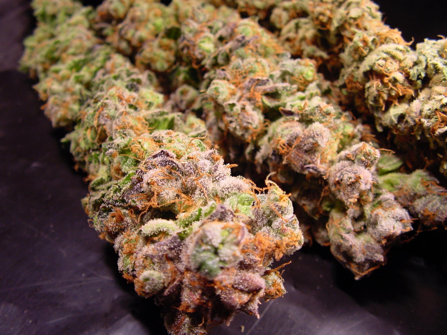 Durga Mata Paradise Seeds Fem X3