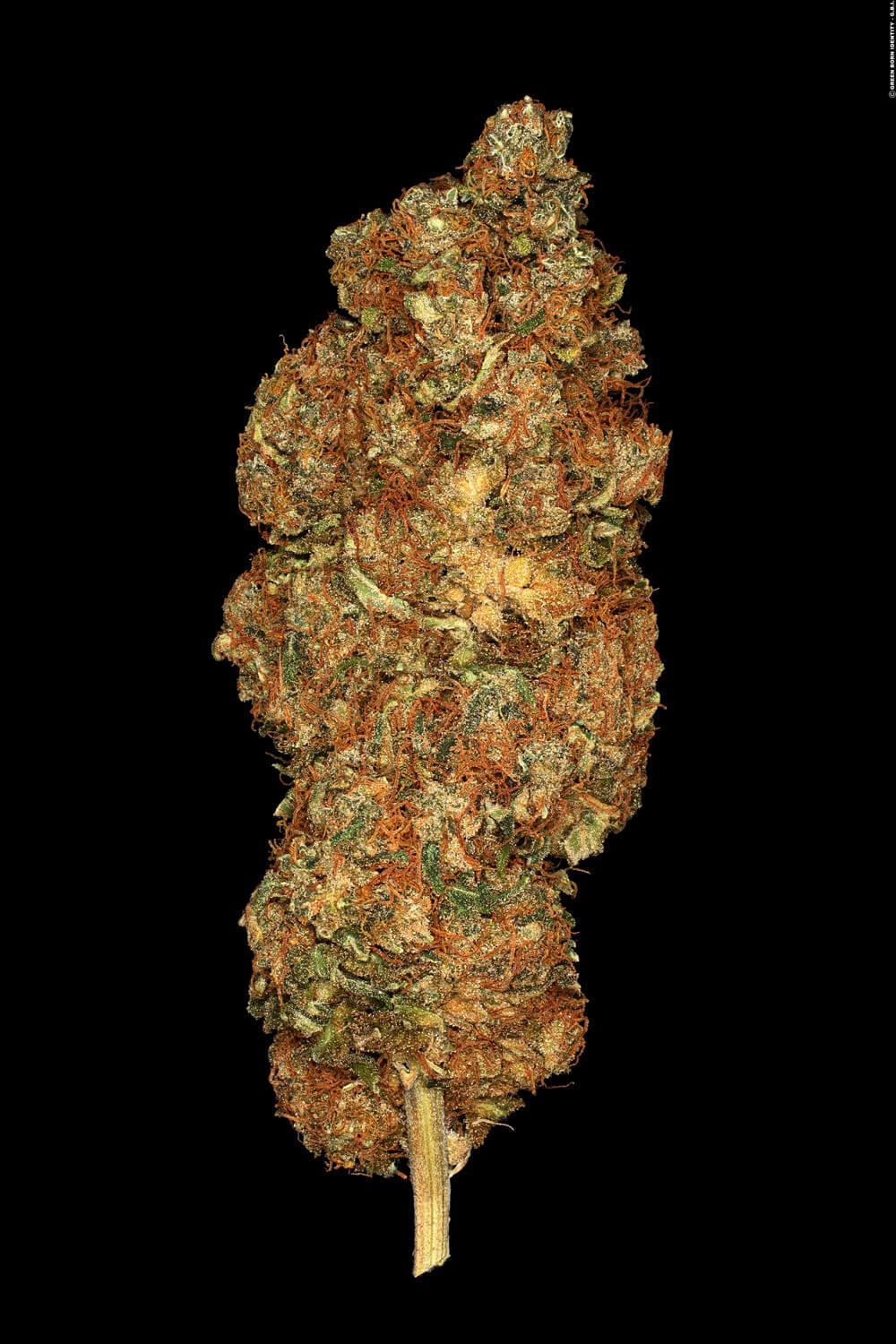 Space Cookies Paradise Seeds Fem X3