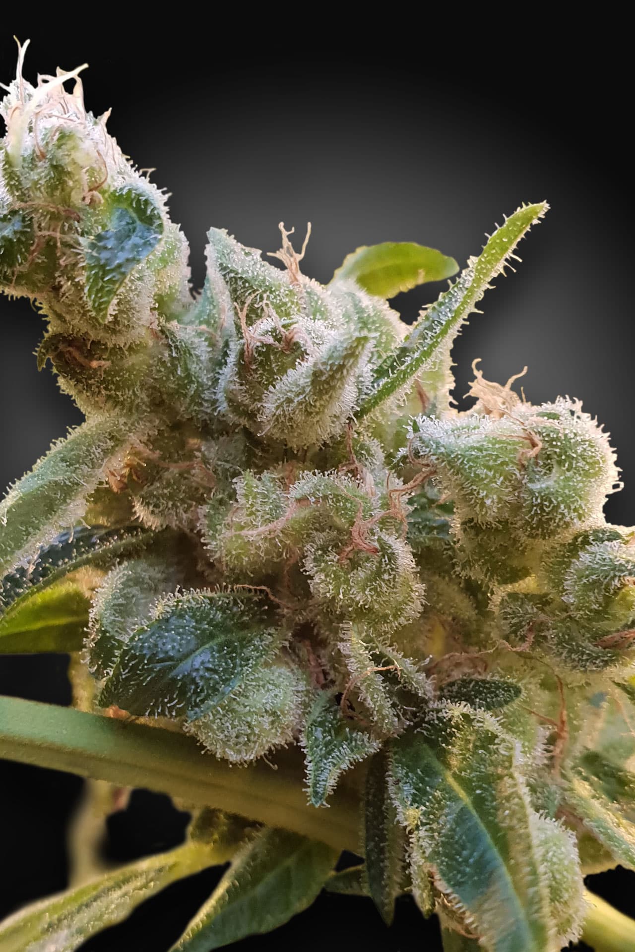 CBDrelax Paradise Seeds Fem X3