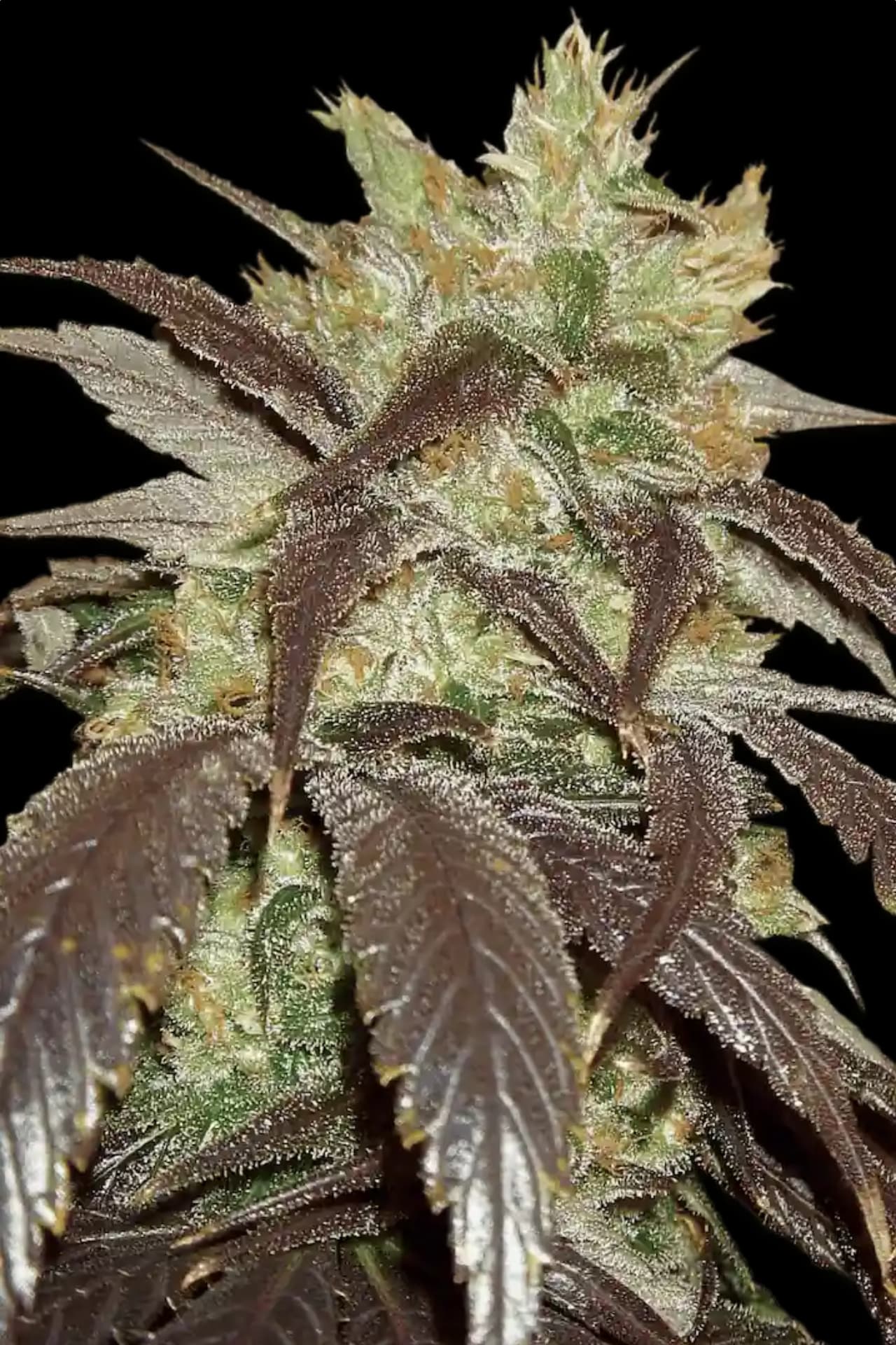 Spoetnik #1 Paradise Seeds Fem X3