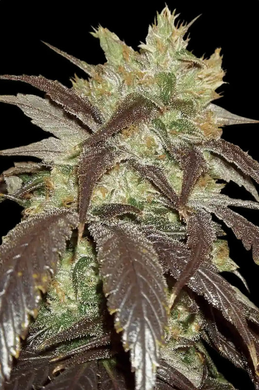 Spoetnik #1 Paradise Seeds Fem X3