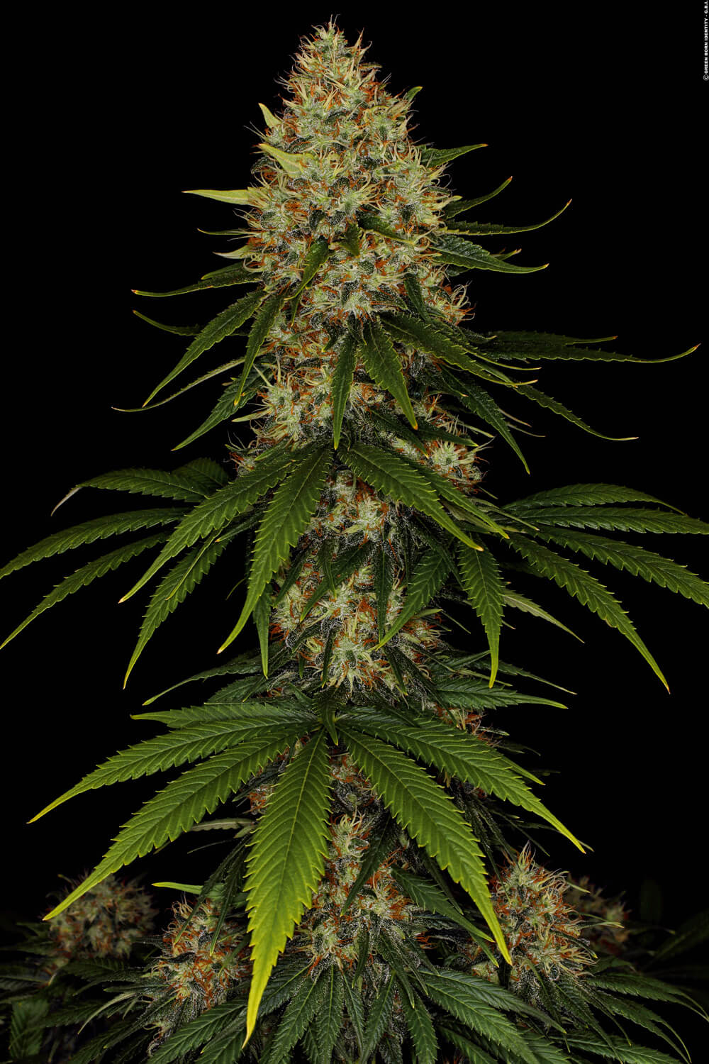 Space Cookies Paradise Seeds Fem X3