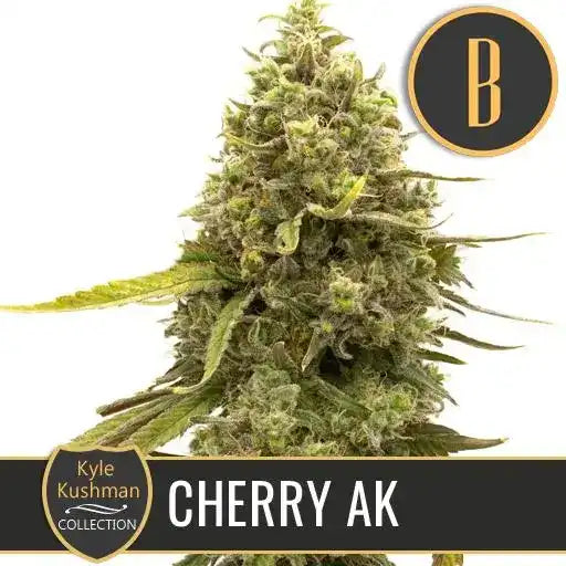 Semillas Blimburn Cherry Ak By Kyle K. Fem X3