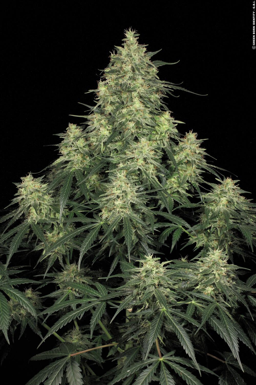 Atomical Haze Paradise Seeds Fem X3