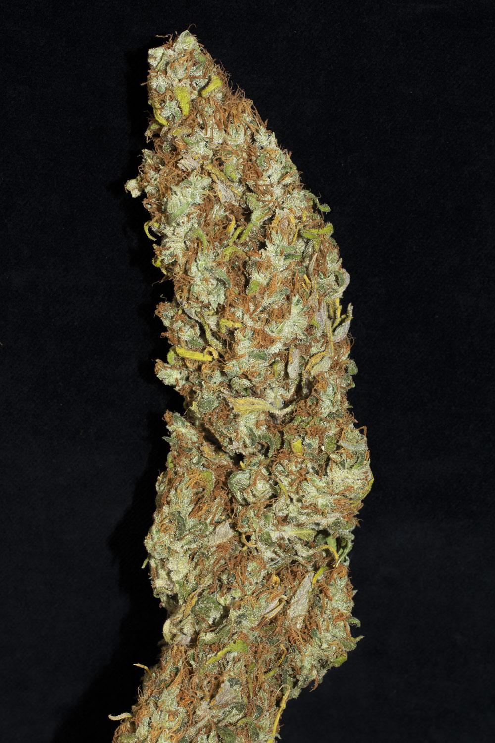 Jacky White Paradise Seeds Fem x3