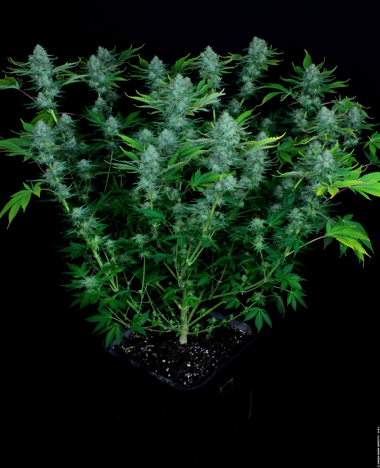 Nebula Paradise Seeds Fem X3