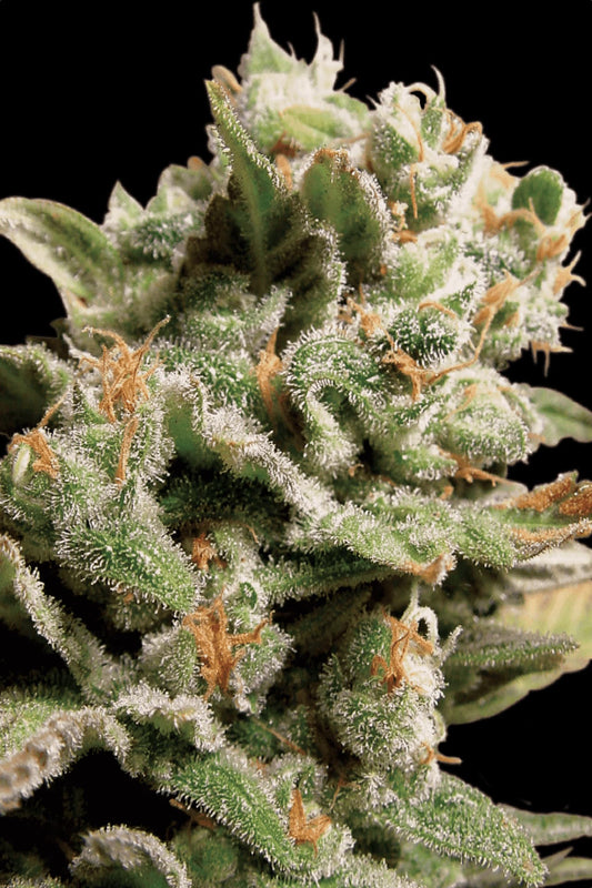 Dutch Dragon Paradise Seeds Fem X3