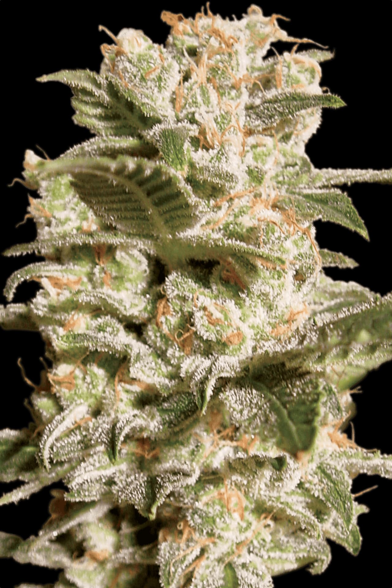 Belladonna Paradise Seeds Fem X3