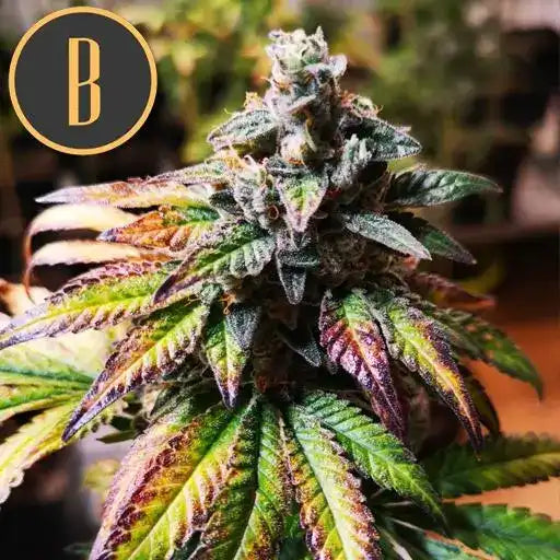 Semillas Blimburn Gorilla Glue G4 Fem X3