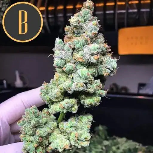 Semillas Blimburn Gorilla Glue G4 Fem X3