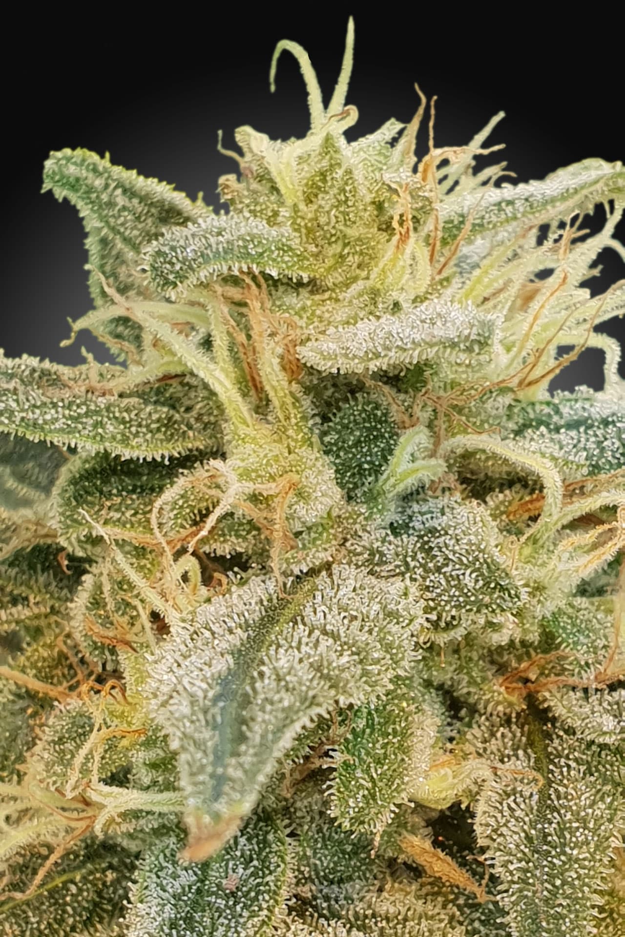 CBDrelief Paradise Seeds Fem X3