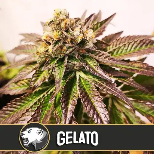 Semillas Blimburn Gelato Fem X3