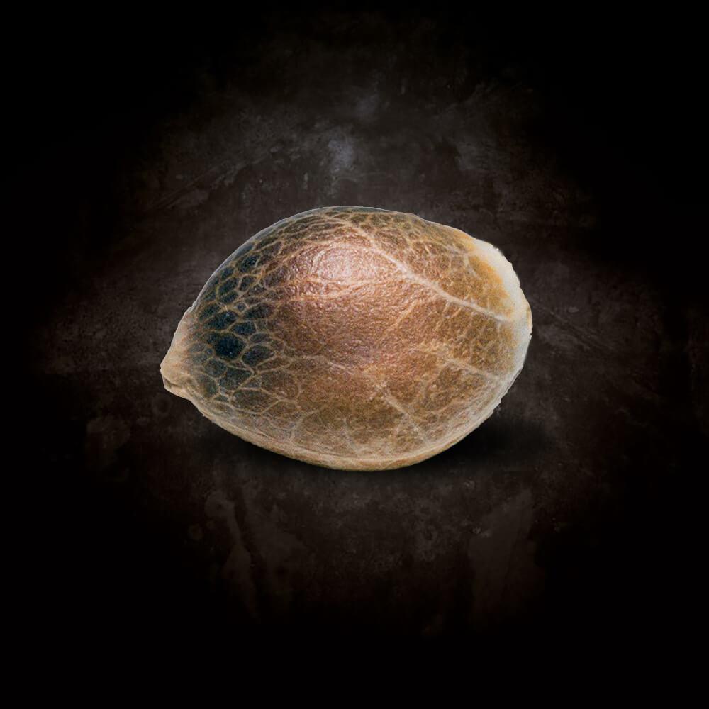 Nebula Paradise Seeds Fem X3