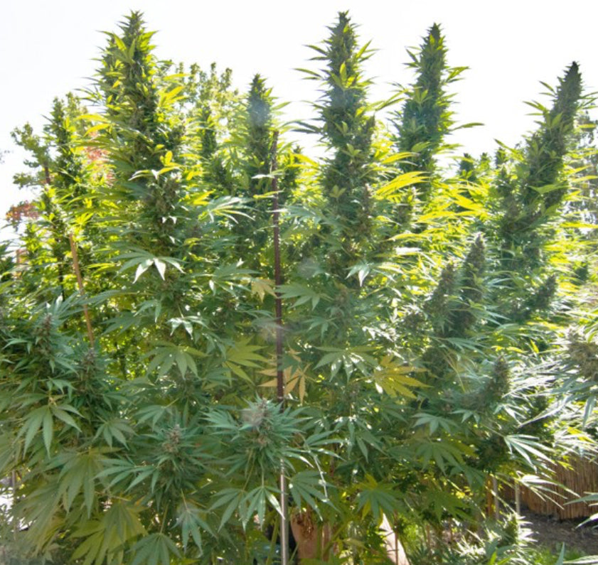 Hollands Hope Dutch Passion Fem X3