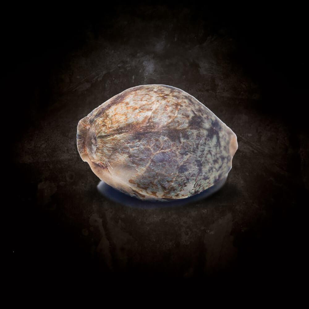 Belladonna Paradise Seeds Fem X3