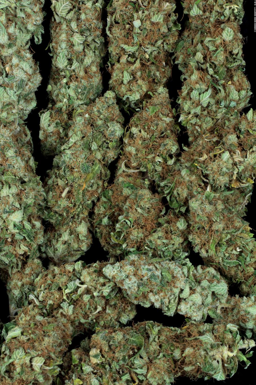 Nebula Paradise Seeds Fem X3