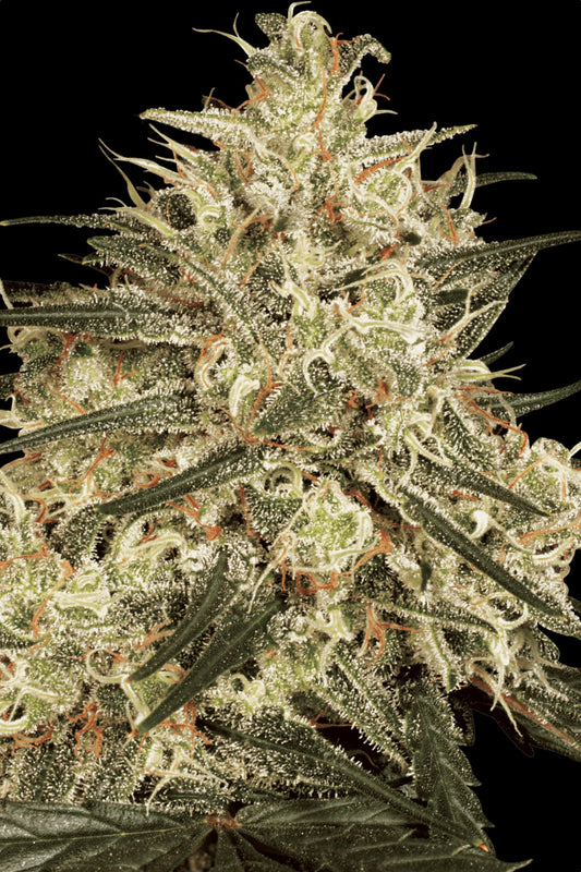Atomical Haze Paradise Seeds Fem X3