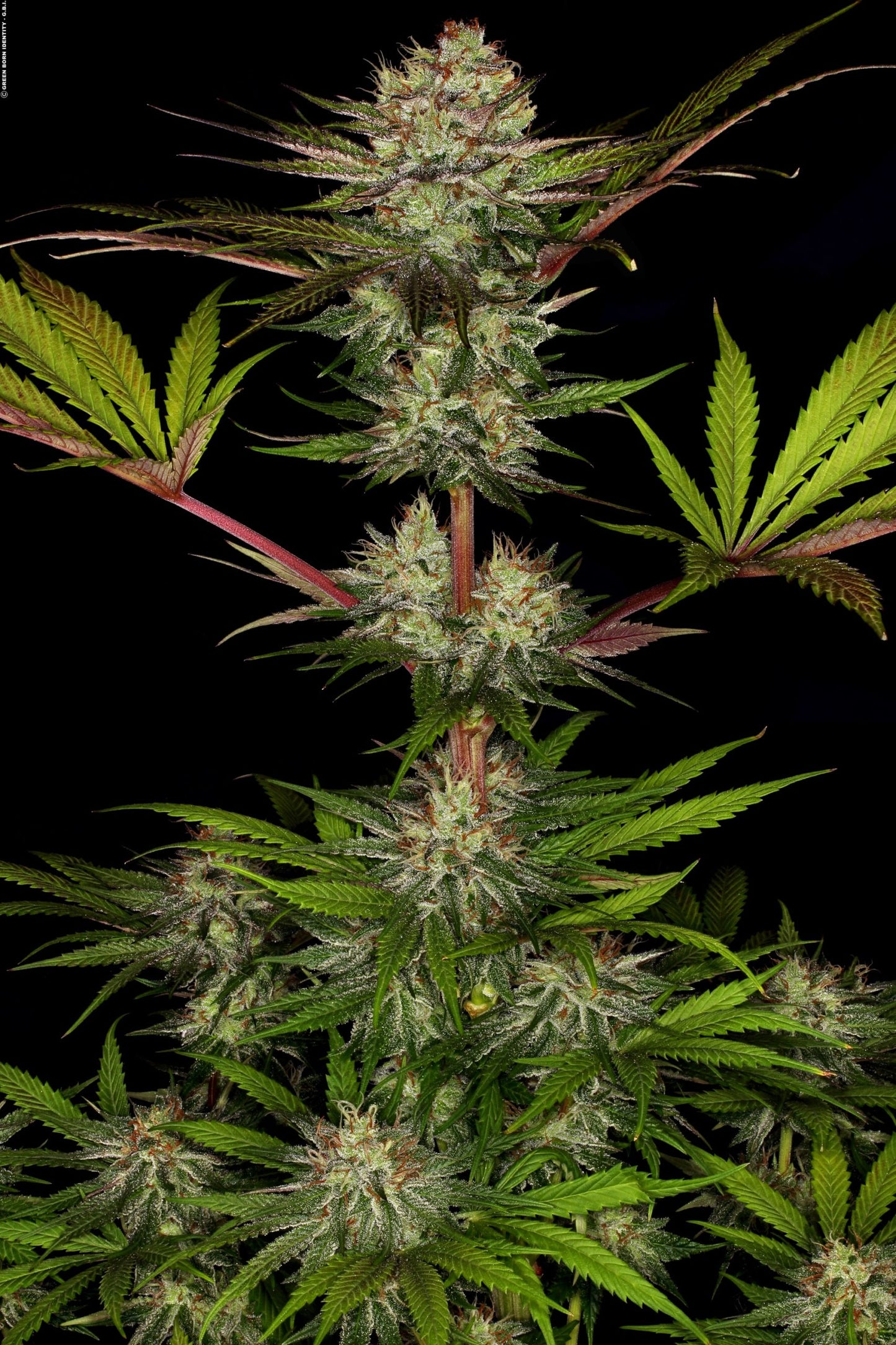 Chocolate Wafflez Paradise Seeds Fem X3