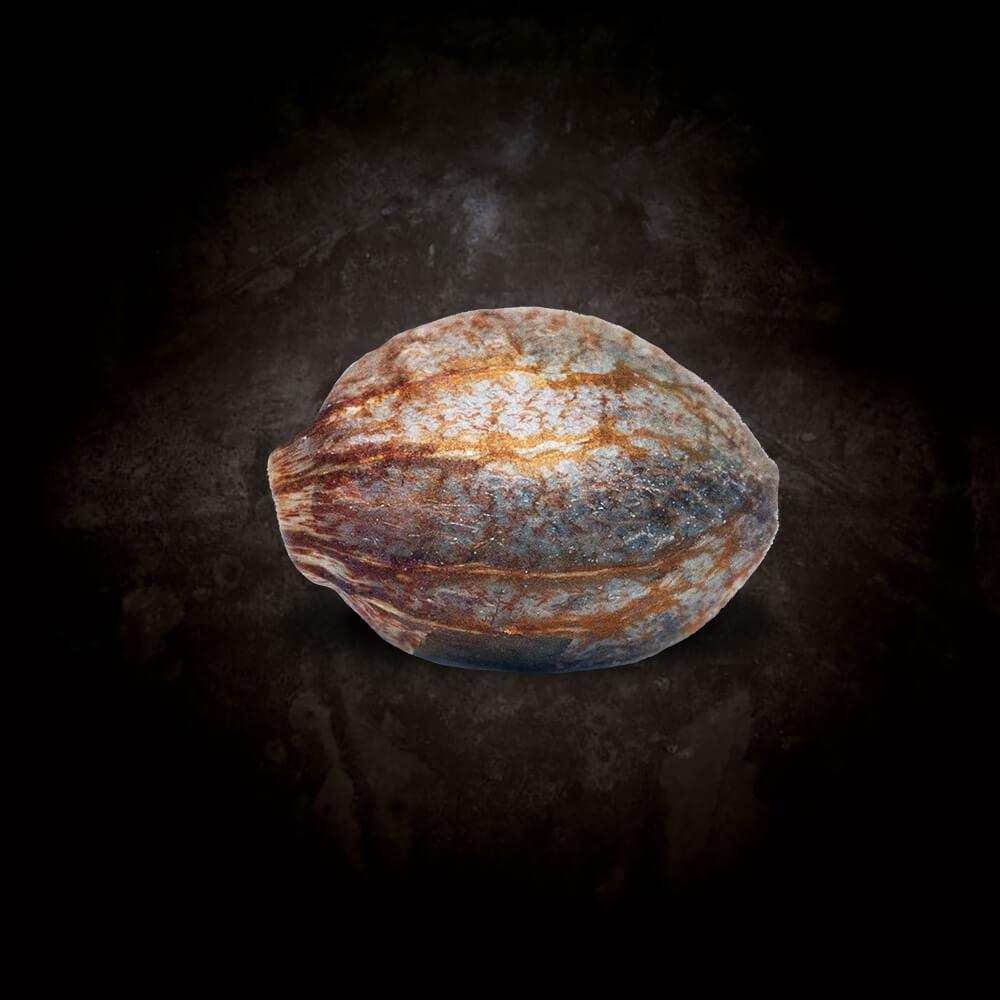 Wappa Paradise Seeds Fem X3