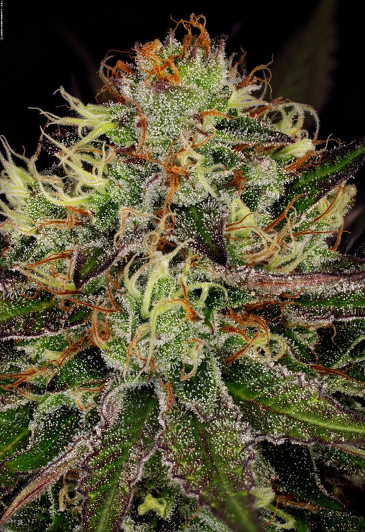Chocolate Wafflez Paradise Seeds Fem X3