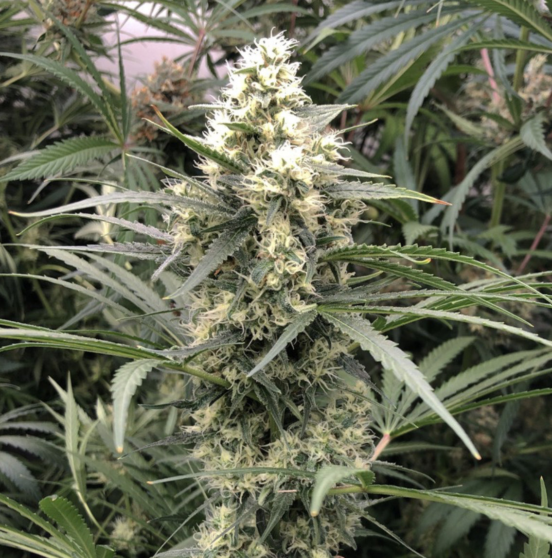 Snow Bud Dutch Passion Fem X3