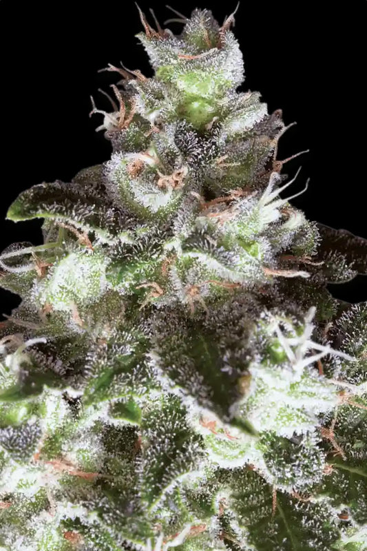 Original White Widow Paradise Seeds Fem X3