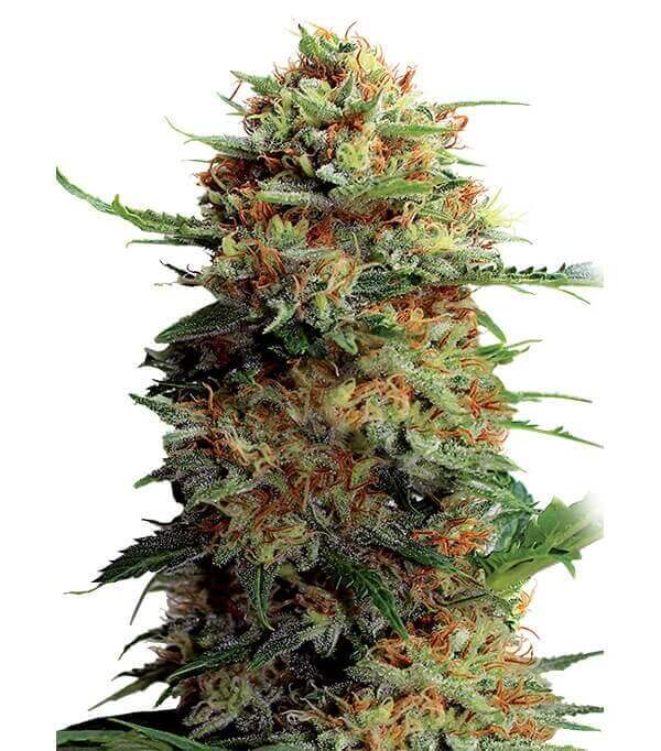 Jack Orange Gea Seeds Fem