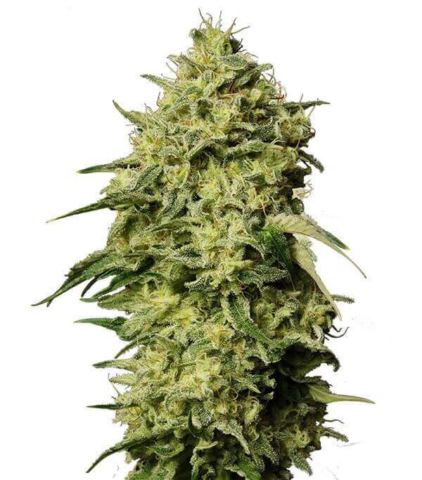 Semillas Auto Amnesia Autoflorecientes Gea Seeds | Sativa | Kanamart