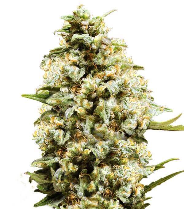 Semillas Auto Critical Autoflorecientes Gea Seeds | Índica | Kanamart
