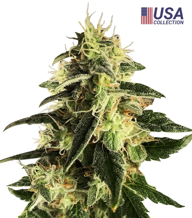 Semillas Auto Gorilla Autoflorecientes Gea Seeds | Índica | Kanamart
