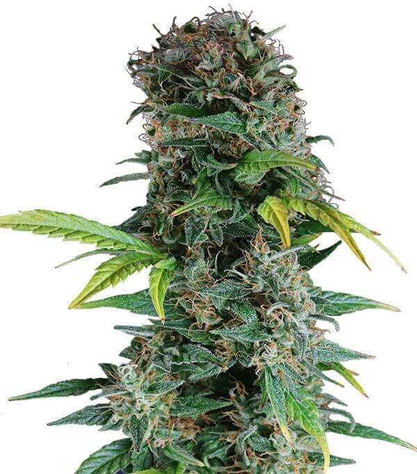 Semillas Auto Somango Autoflorecientes Gea Seeds | Índica | Kanamart