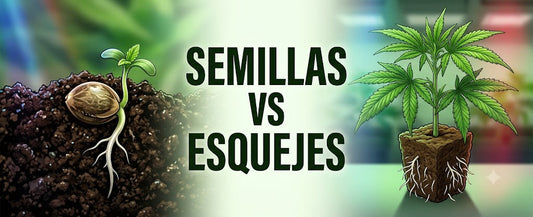 Semillas vs. Esquejes: ¿Cuál es la mejor estrategia para tu cultivo?