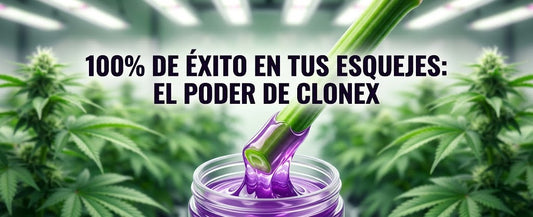 Clonex: El secreto técnico para enraizar esquejes con 100% de éxito