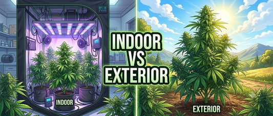 Indoor vs. Exterior: ¿Qué tipo de cultivo elegir para empezar?