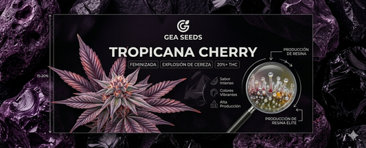 Tropicana Cherry Gea Seeds: Explosión de Sabor y Color en tu Cultivo
