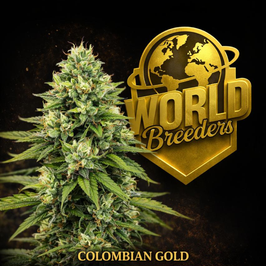 Colombian Gold World Breeders Fem X5