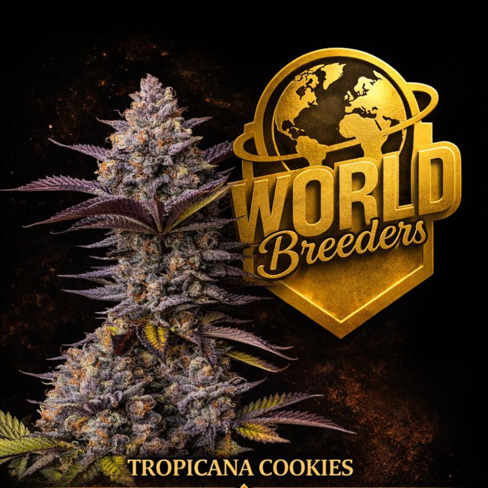 Tropicana Cookies World Breeders Fem X5