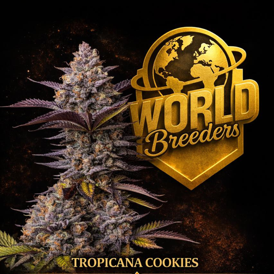 Tropicana Cookies World Breeders Fem X5